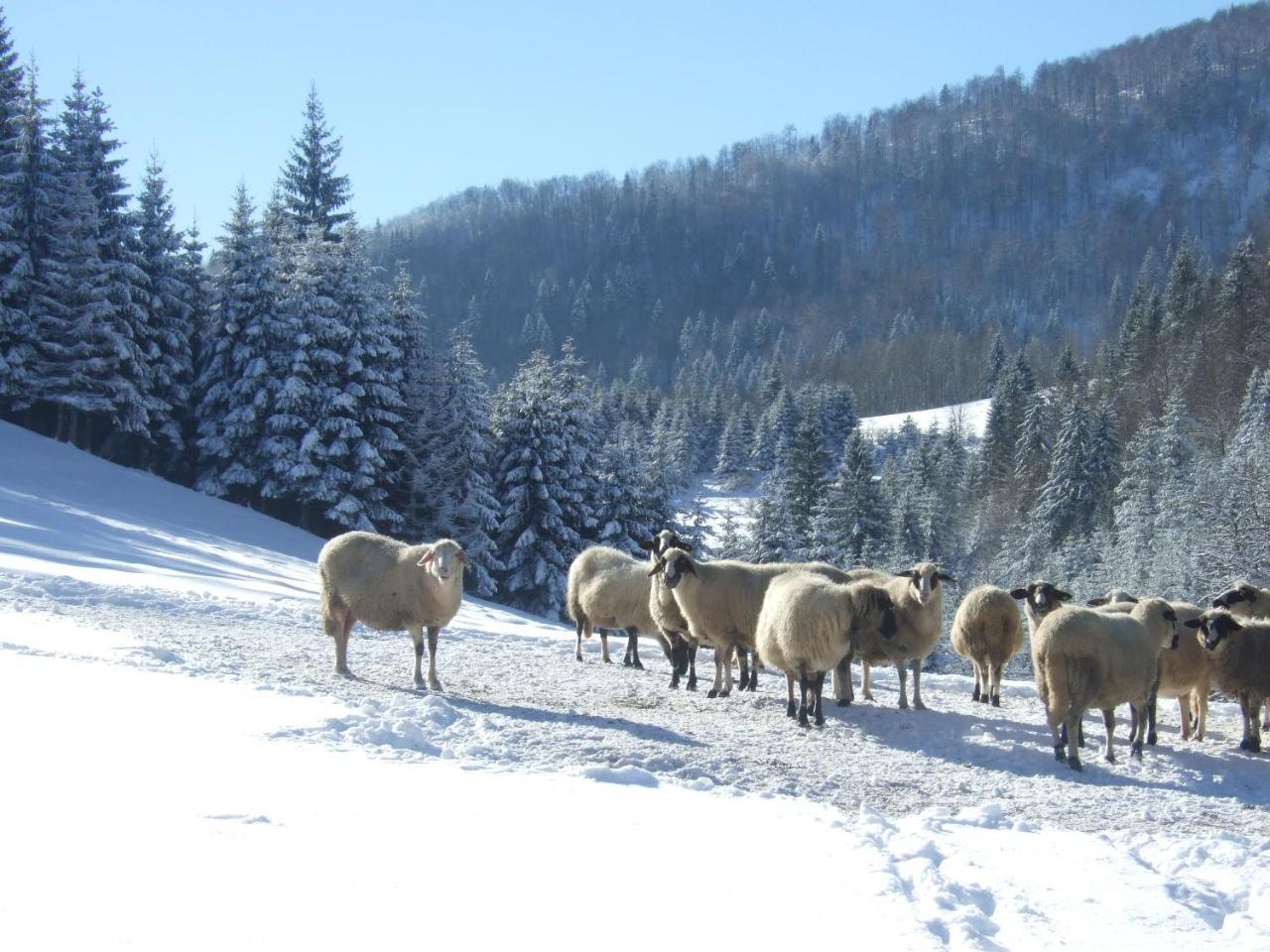 Planinski Mir Zaovine Exterior foto
